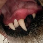 gigivet-dental-potem