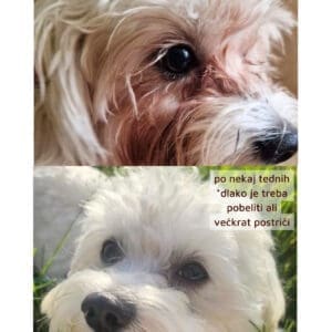 oči porbiotiki