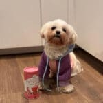 pawfect priboljški s probiotiki-jagoda1