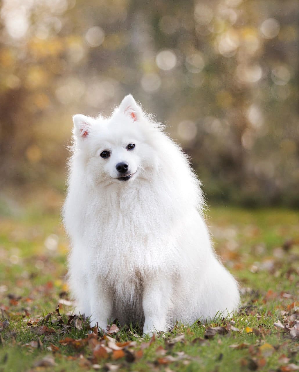 dog, puppy, canine, white dog, fur, furry, white fur, japanese striker, purebred, nature, pet, muzzle, adorable, mammal, cute, portrait, dog portrait, animal, dog, dog, dog, dog, dog, puppy
